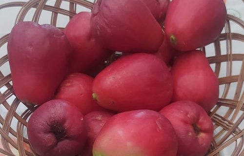 8 Manfaat Jambu Jamaika untuk Kesehatan Tubuh