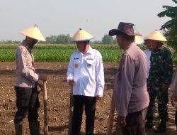 Jajaran Polsek Bandarkedungmulyo Lakukan Tanam Benih Jagung
