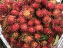 Setidaknya Ada 4 Manfaat Dari Buah Rambutan, Mau Tahu…?