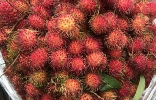 Setidaknya Ada 4 Manfaat Dari Buah Rambutan, Mau Tahu…?