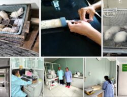 Terobosan Terapi Komplementer Teknologi Nano Kombinasi NO, Mg dan GNH
