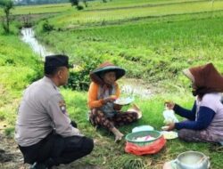 Bhabinkamtibmas Kampungbaru Sapa Warganya di Sawah, Ajak Dukung Ketahanan Pangan