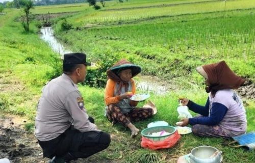 Bhabinkamtibmas Kampungbaru Sapa Warganya di Sawah, Ajak Dukung Ketahanan Pangan