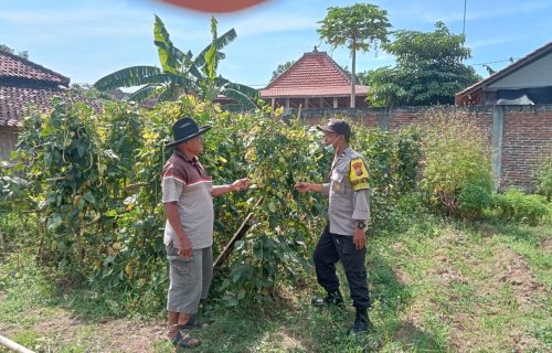 Optimalisasi Lahan Kosong, Warga Sonopatik Dukung Ketahanan Pangan Lewat Budidaya Kacang Panjang dan Terong