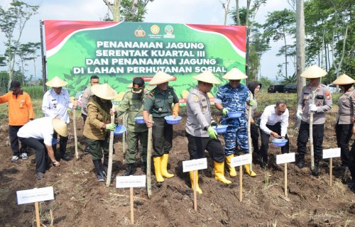 Penanaman Jagung Kuartal III Polres Jombang, Perhutani Dukung Penuh Program Pemerintah