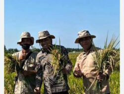 SMKN 1 Gondang Nganjuk Gelar Panen Raya, Kepala Sekolah Baru Ikut serta