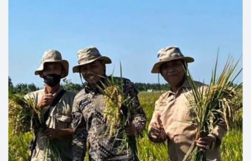 SMKN 1 Gondang Nganjuk Gelar Panen Raya, Kepala Sekolah Baru Ikut serta
