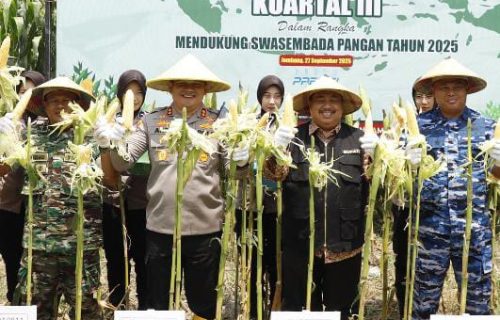 Jombang Menggelar Panen Raya Jagung Serentak Kuartal III
