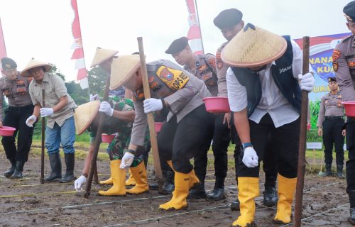 Penanaman Jagung Serentak Kuartal I 2026 di Jombang Dukung Program Swasembada Jagung Nasional