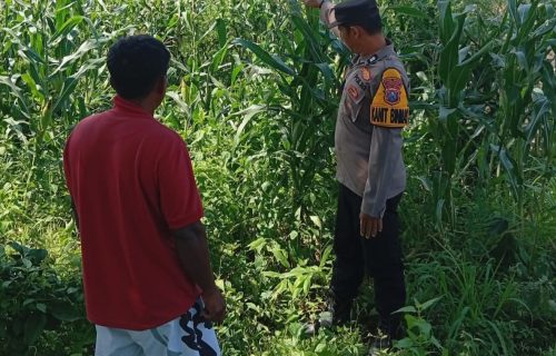 Polsek Kudu Dampingi Petani Jagung, Dukung Program Ketahanan Pangan Nasional